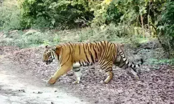 मुरैना के रुनीपुरा गांव में घुसा बाघ, पत्रकार पर हमला कर किया घायल