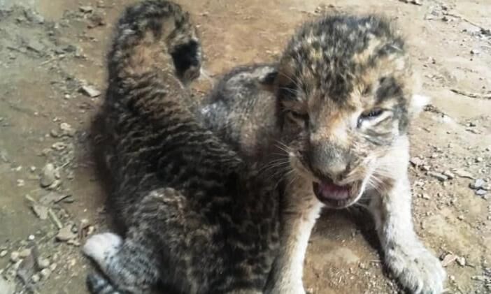 पहली बार खुले आसमान के नीचे आए परी के दो शावक, मां के साथ दौड़े-घूमे नाराज भी हुए