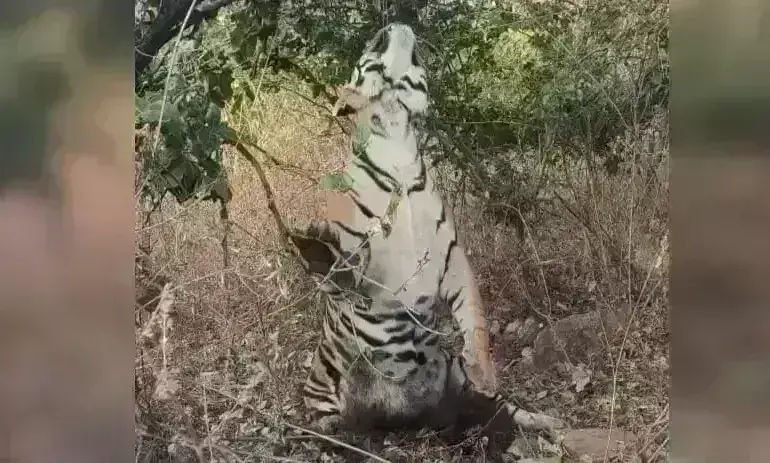 पन्ना में बाघ की फांसी लगाकर हत्या, शिकारियों ने पेड़ से लटकाया शव पन्ना में बाघ की फांसी लगाकर हत्या, शिकारियों ने पेड़ से लटकाया शव