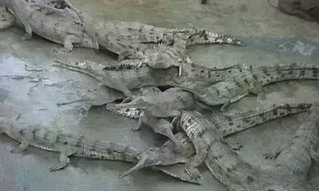 कूनो अभ्यारण्य में चीतों के बाद घड़ियाल करेंगे पर्यटकों को आकर्षित कूनो अभ्यारण्य में चीतों के बाद घड़ियाल करेंगे पर्यटकों को आकर्षित