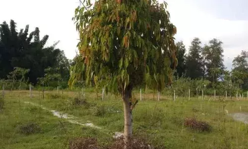 रात में चोरी छिपे शिफ्ट हो रहे पेड़, जड़ों से झड़ चुकी मिट्टी