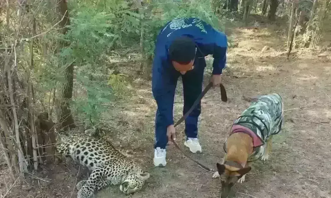 बांधवगढ़ रिजर्व में एक महीने में पांचवें तेंदुए की मौत, संदिग्ध परिस्थिति में मिला शव