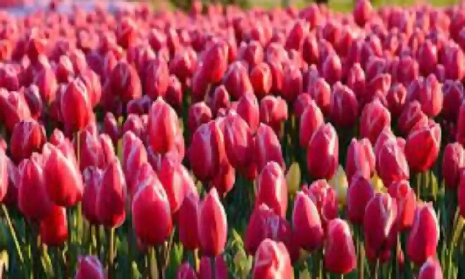 जल विहार में लगे ट्यूलिप को बैजाताल से भी निहार सकेंगे सेलानी