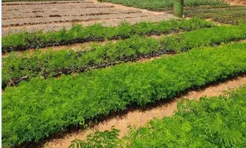 बानिकी सह-उद्यानिकी समय की जरूरत