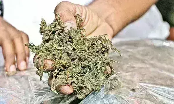 ग्वालियर पुलिस को मिली बड़ी सफलता, गांजा तस्कर गिरफ्तार, वाट्सएप के जरिए करता था डील