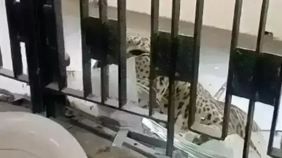 गाजियाबाद कोर्ट में घुसा तेंदुआ, जज-वकीलों ने भागकर जान बचाई, 6 को किया घायल