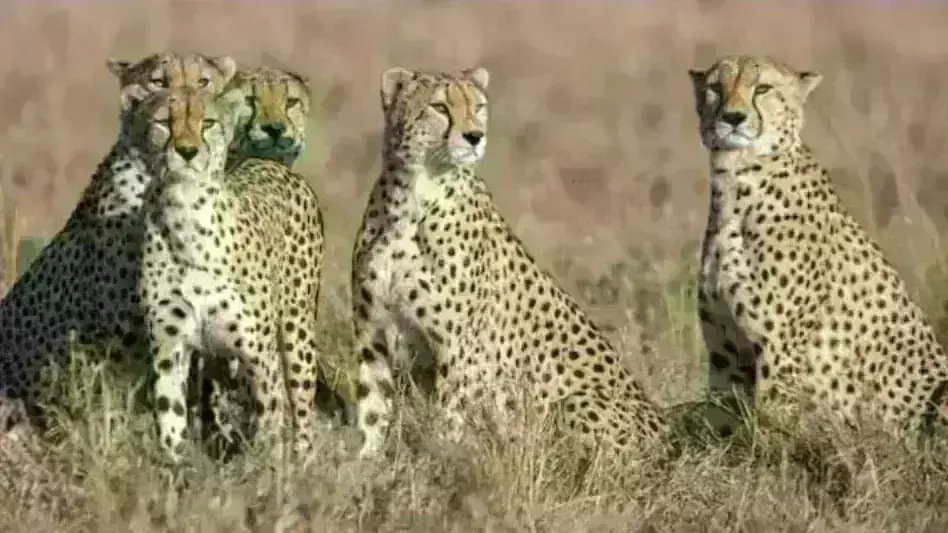 12 चीते अब भारत की आबोहवा में लेंगे सांस, कूनो में करेंगे शिकार