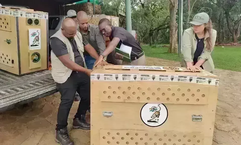 दक्षिण अफ्रीका से भारत के लिए रवाना हुए 12 चीते, कल पहुंचेंगे कूनो अभ्यारण