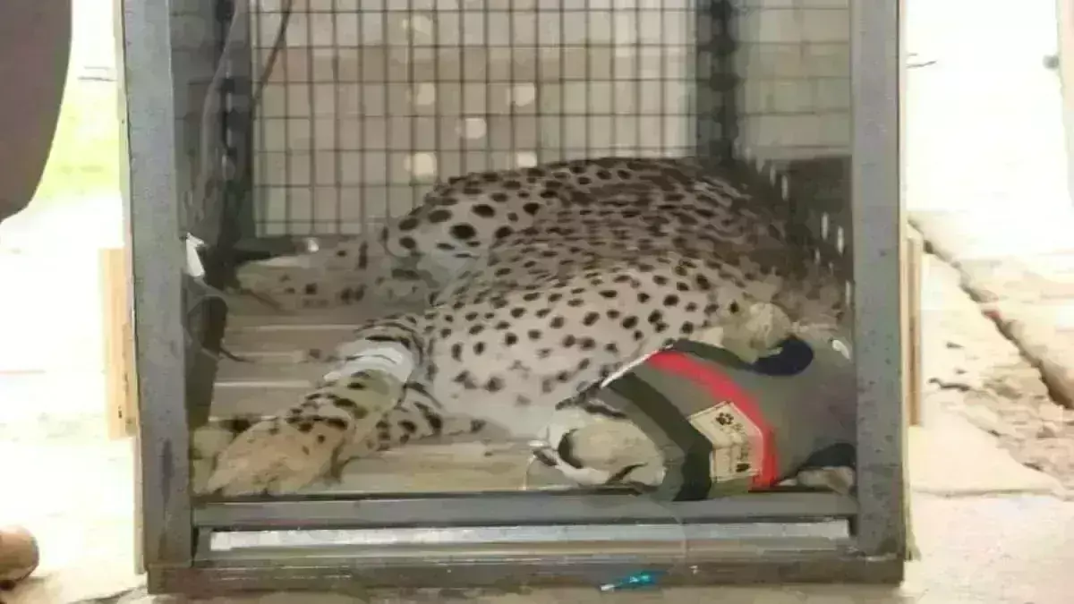 कूनो में बढ़ा चीतों का कुनबा, दक्षिण अफ्रीका से 12 चीते पहुंचे भारत, मुख्यमंत्री ने छोड़ा