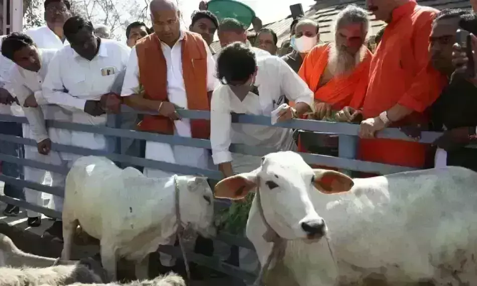 केंद्रीय मंत्री ज्योतिरादित्य सिंधिया ने किया गौशाला का निरीक्षण, गौपूजन कर लिया आशीर्वाद