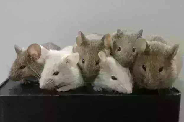 दो नर चूहों ने मिलकर दिया नए चूहे को जन्म, भविष्य में बिना महिला की मदद के पैदा होंगे बच्चे