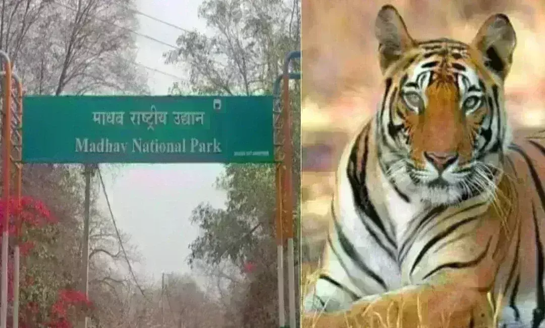 माधव नेशनल पार्क में सुनाई देगी टाइगरों की दहाड़, कल शिवराज सिंह -ज्योतिरादित्य सिंधिया बाड़े में छोडेंगे