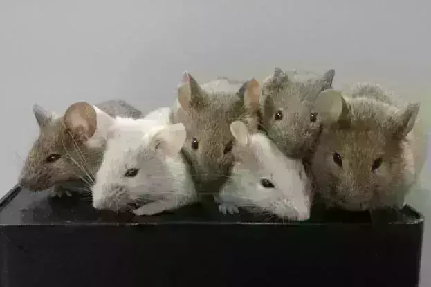 दो नर चूहों ने मिलकर दिया नए चूहे को जन्म, भविष्य में बिना महिला की मदद के पैदा होंगे बच्चे