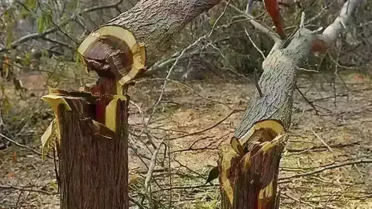 मप्र में वृक्षों की कटाई पर लगी रोक, अब प्रकरण दर्ज होने के साथ वाहन भी होगा राजसात