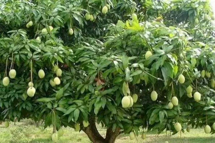 इस बार आम की होगी बंपर पैदावार, मिलेगा 40 रुपए किलो