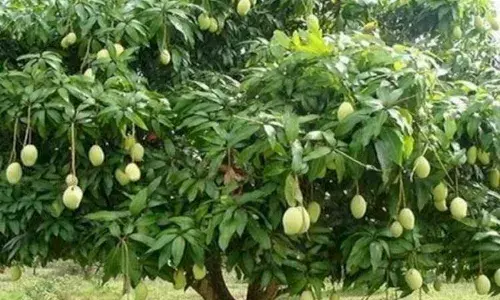 इस बार आम की होगी बंपर पैदावार, मिलेगा 40 रुपए किलो