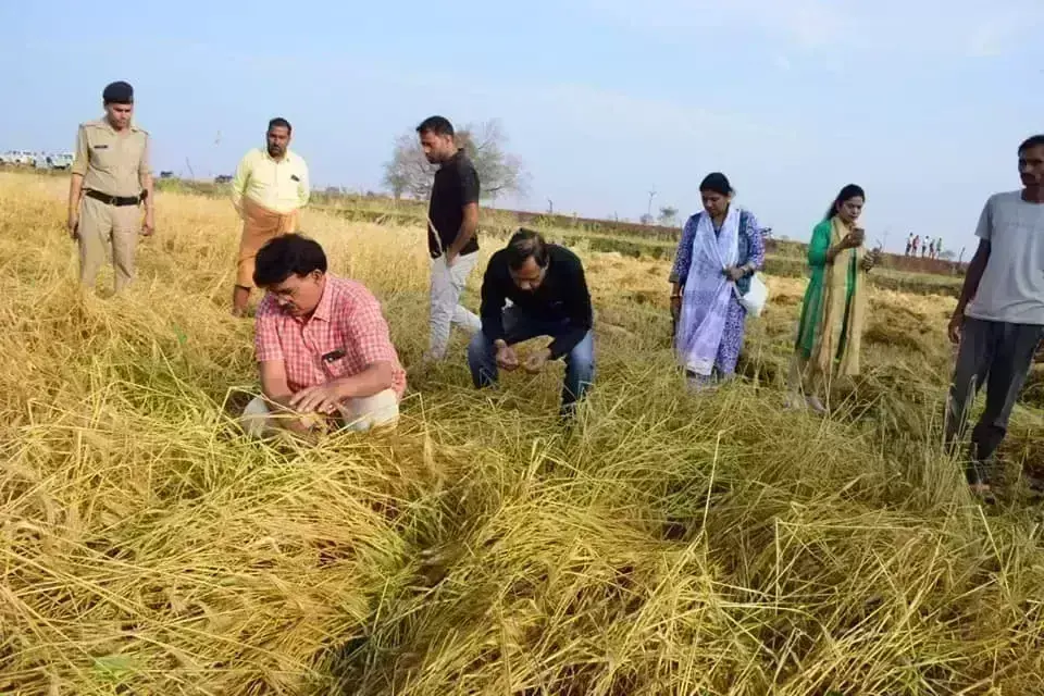 ओलावृष्टि से हुए नुकसान का आकलन करने कलेक्टर पहुंचे घाटीगांव-भितरवार, दिए निर्देश