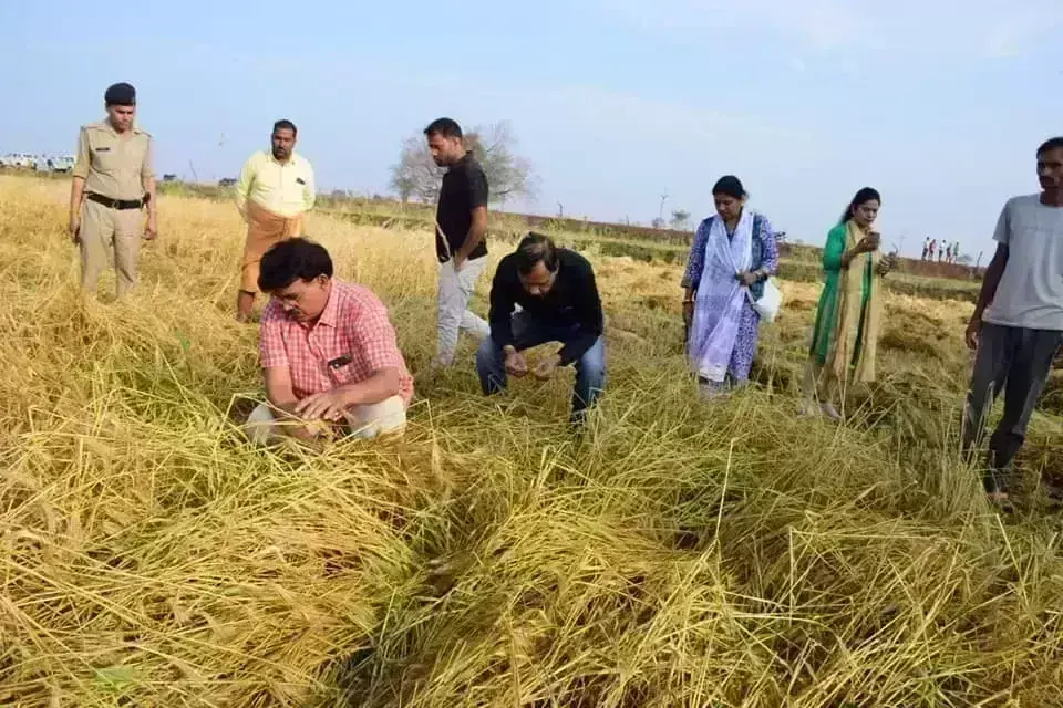 ओलावृष्टि से हुए नुकसान का आकलन करने कलेक्टर पहुंचे घाटीगांव-भितरवार, दिए निर्देश