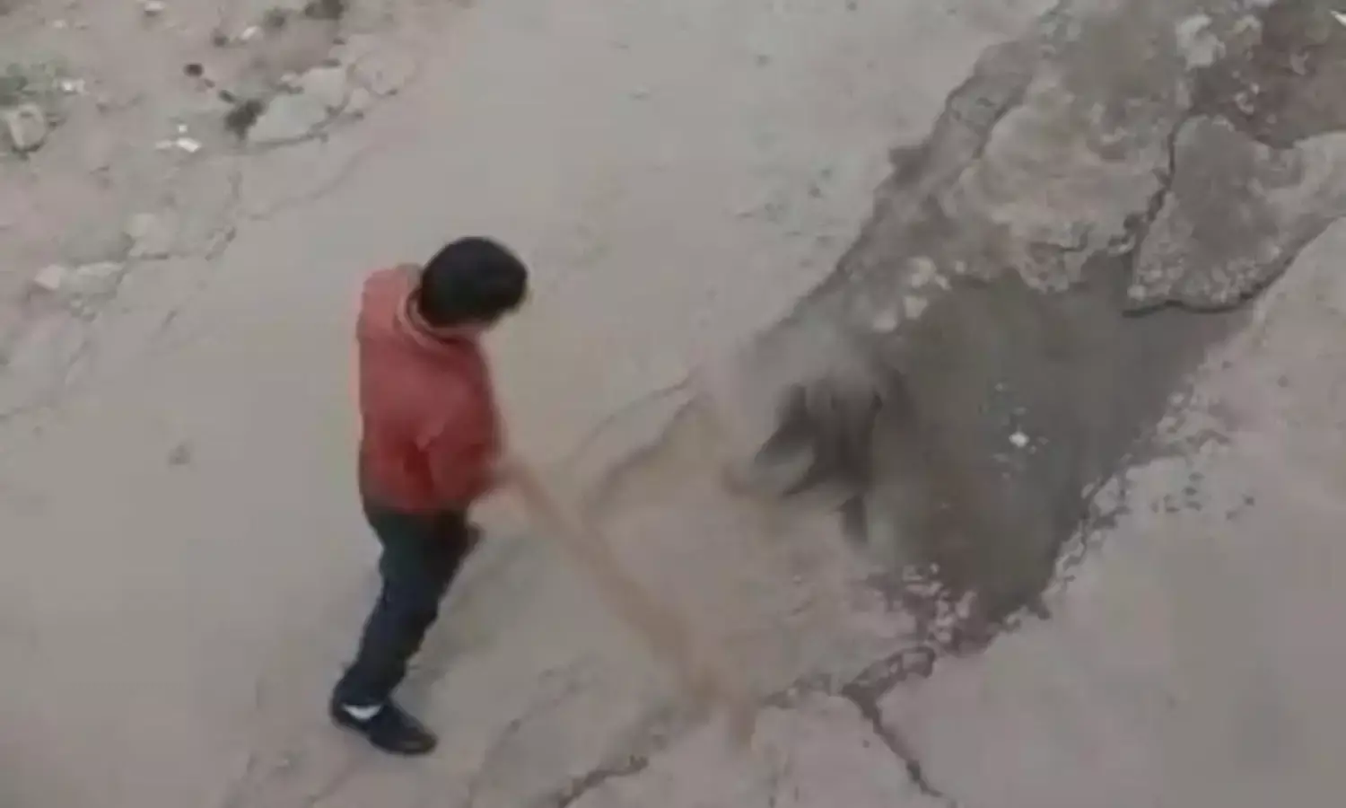 बेजुबान पिल्ले की उसकी माँ की आँखों के सामने डंडों से पीट-पीटकर कर दी हत्या