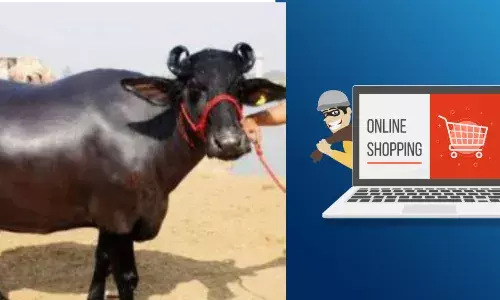 क्या अपने आज तक सुना है ऑनलाइन भैंस खरीदी की ठगी का मामला, जानिये खबर क्या अपने आज तक सुना है ऑनलाइन भैंस खरीदी की ठगी का मामला, जानिये खबर