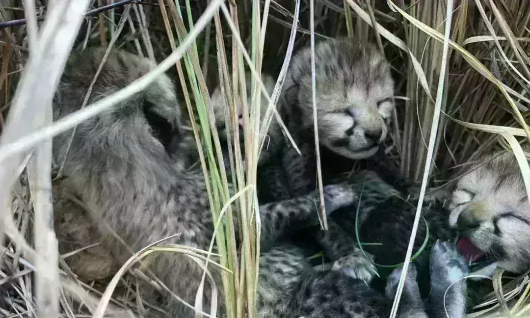 कूनो से आई खुशखबरी, चीतों का बढ़ा कुनबा, नामीबिया से आई सियाया ने 4 शावकों को दिया जन्म