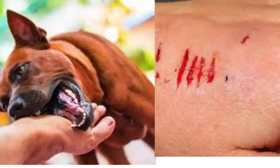 ग्वालियर में डॉग बीटिंग के मामलों में बढ़ोत्तरी, माह में 2 हजार से अधिक लोगों को काटा