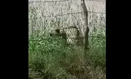 कूनो नेशनल पार्क के बाड़े से निकलकर रिहायसी इलाके में पहुंचा चीता, ग्रामीण दहशत में