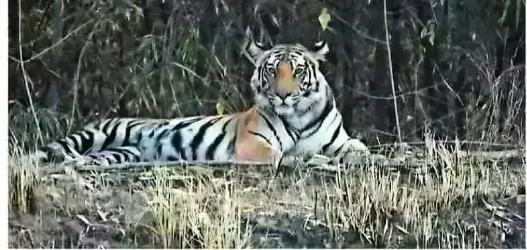 माधव नेशनल पार्क में टाइगर आराम फरमाते हुए कैमरे में कैद