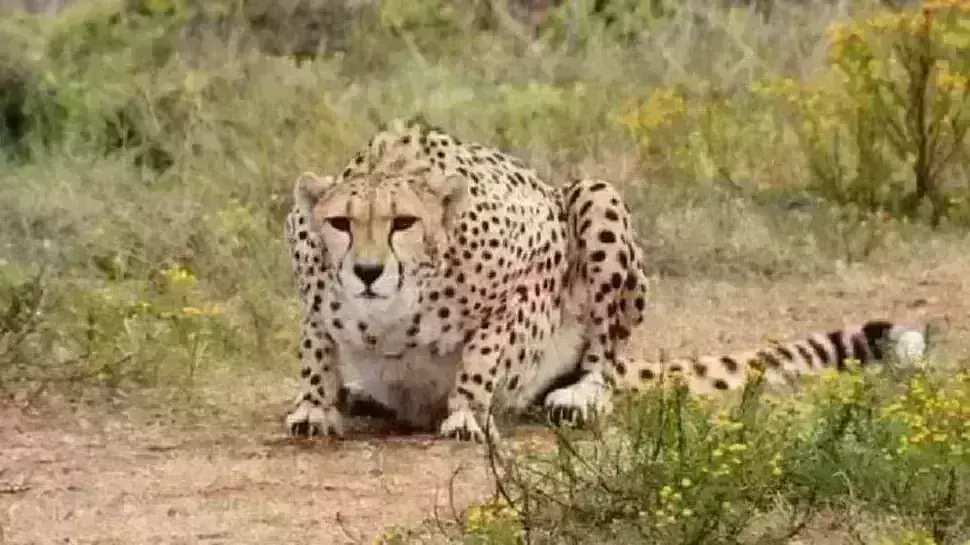 कूनो से भागा चीता ओवान पकड़ा गया, आशा अब भी पार्क से बाहर