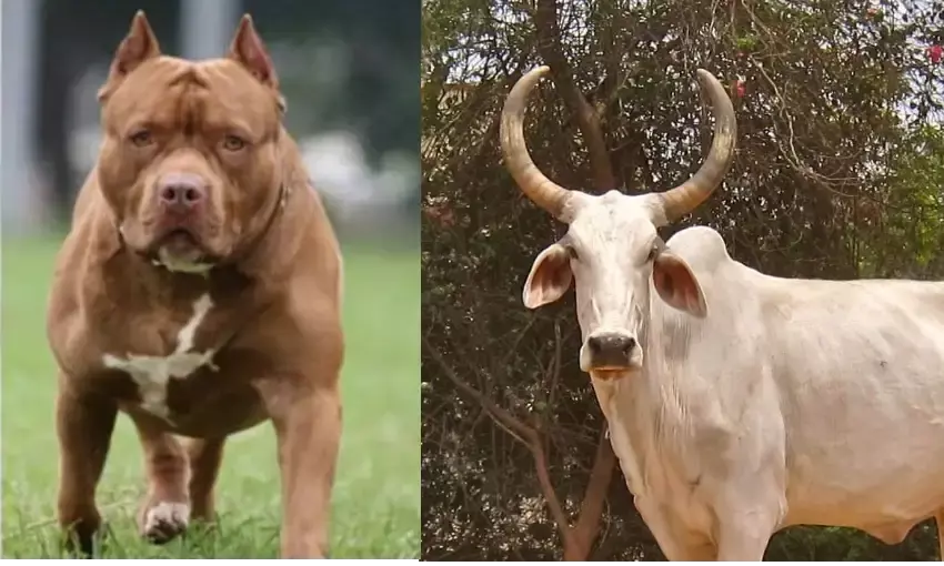 शिवपुरी में गाय और कुत्ता पालने के लिए लेना पड़ेगा लाइसेंस, चुकाना होगा शुल्क