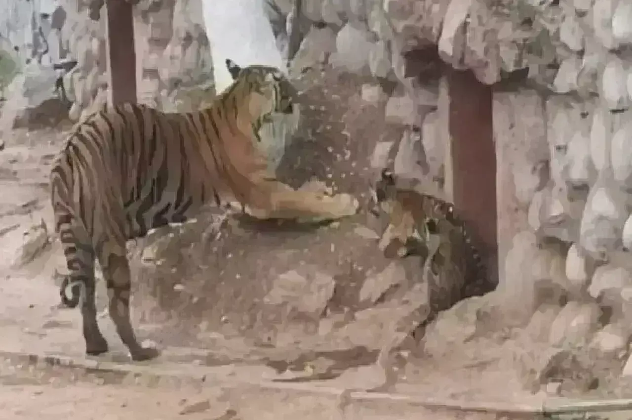 पहली बार नन्हें शावकों ने दुनिया देखी, जल्द होगा नामकरण