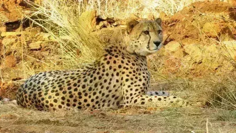 कूनो से निकला चीता ओबान माधव राष्ट्रीय उद्यान पहुंचा, वापिस लाने की हो रही तैयारी कूनो से निकला चीता ओबान माधव राष्ट्रीय उद्यान पहुंचा, वापिस लाने की हो रही तैयारी