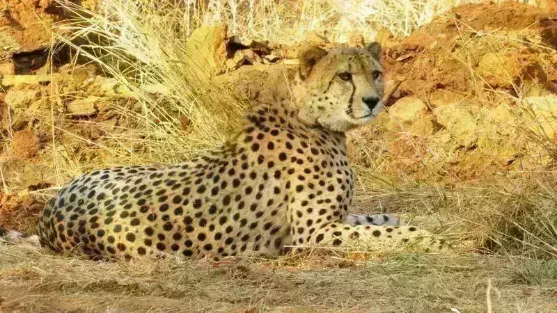 कूनो से निकला चीता ओबान माधव राष्ट्रीय उद्यान पहुंचा, वापिस लाने की हो रही तैयारी