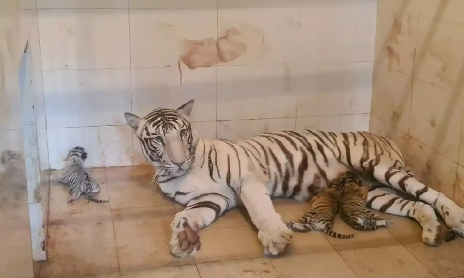 चिडिय़ाघर घर में फिर आई खुशियां, सफेद बाघिन मीरा ने तीन शावकों को दिया जन्म