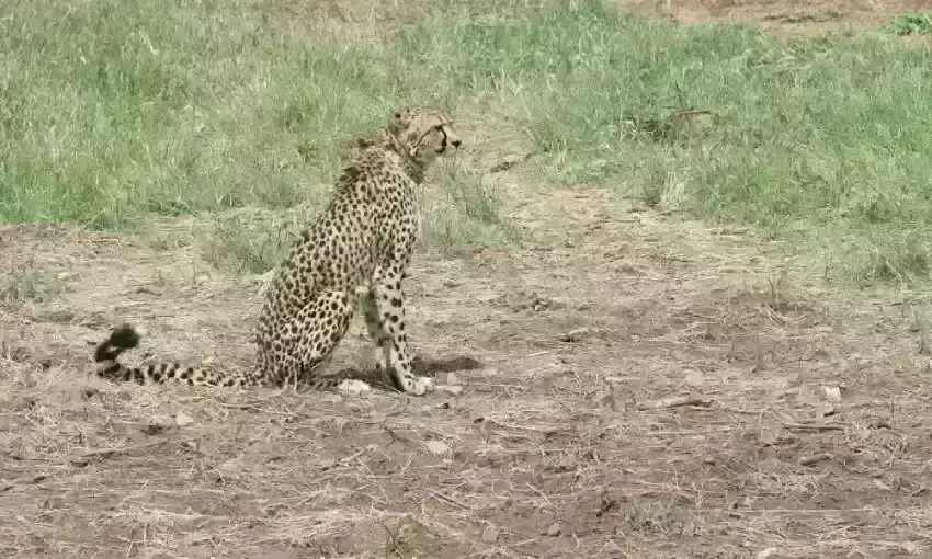 चीता प्रोजेक्ट : सरकारी ढर्रे से बिगड़े हालात, नामीबिया के चिकित्सक से छिपाए गए तथ्य