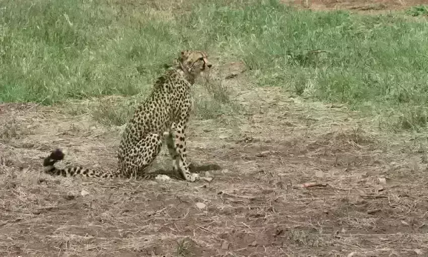 कूनो में दो माह में तीसरे चीते की मौत, आपसी लड़ाई में गई मादा चीता दक्षा  की जान