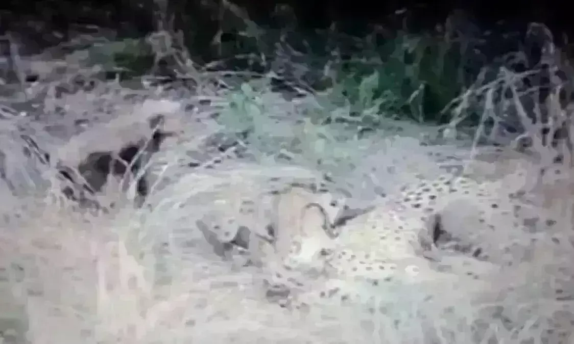 कूनो नेशनल पार्क में तीन चीतों के बाद अब शावक की मौत,  निगरानी में मिला था बीमार