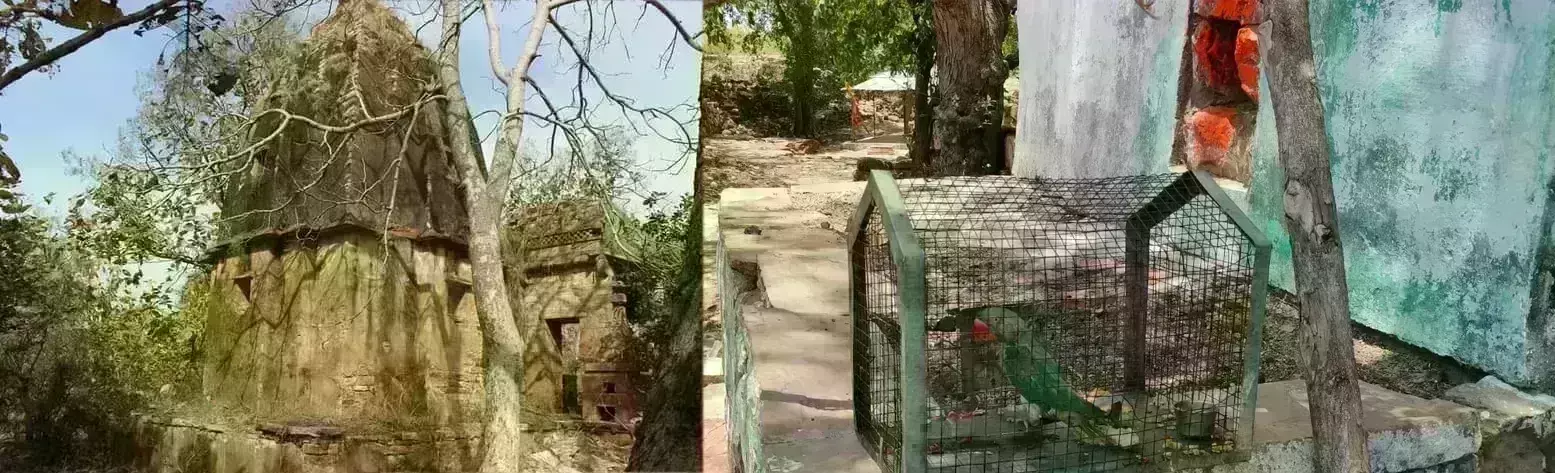 आमेठ किले में एक रात रहकर इंसान की भाषा सीख लेते हैं बेजुबान तोते