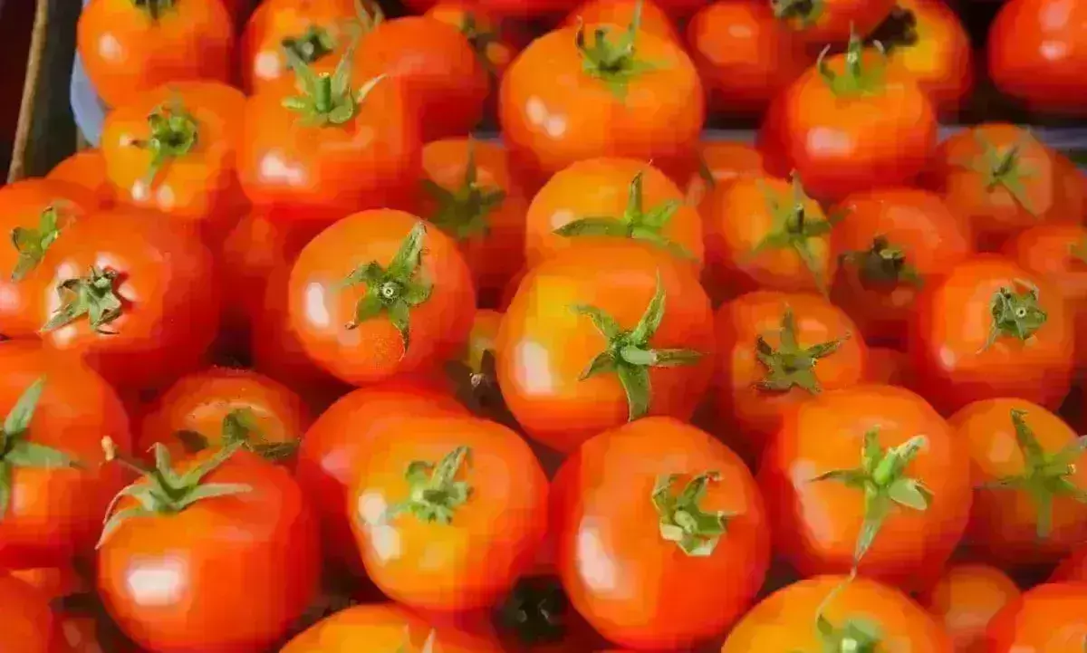 Tomato Price Hike : देश भर में आसमान पर पहुंचे टमाटर के भाव, जानिए कहां कितनी है कीमत