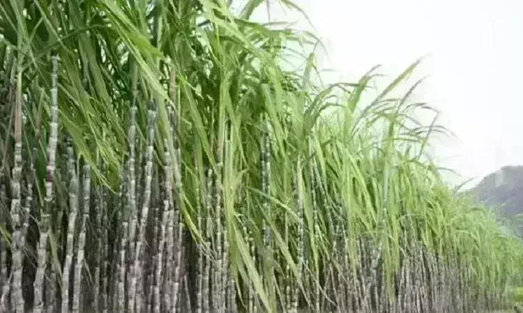 मोदी सरकार ने गन्ना किसानों को दिया तोहफा, समर्थन मूल्य बढ़ाने का किया ऐलान
