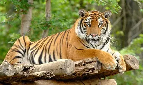 देश के 13 टाइगर रिजर्व में रेड अलर्ट घोषित, बाघों के शिकार पर केंद्र सरकार तक हड़कंप