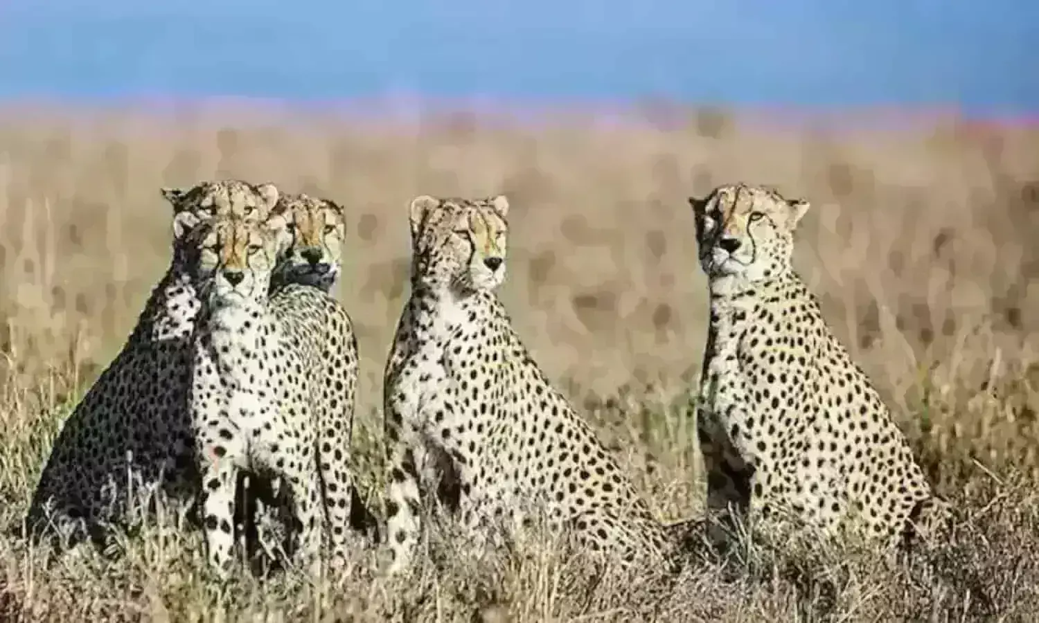 कूनो में चीते आने से अब बढ़ेगा पर्यटन व रोजगार के अवसर भी मिलेंगे