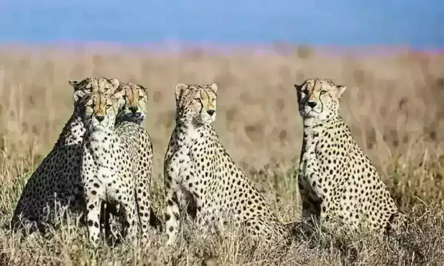 कूनो में चीते आने से अब बढ़ेगा पर्यटन व रोजगार के अवसर भी मिलेंगे