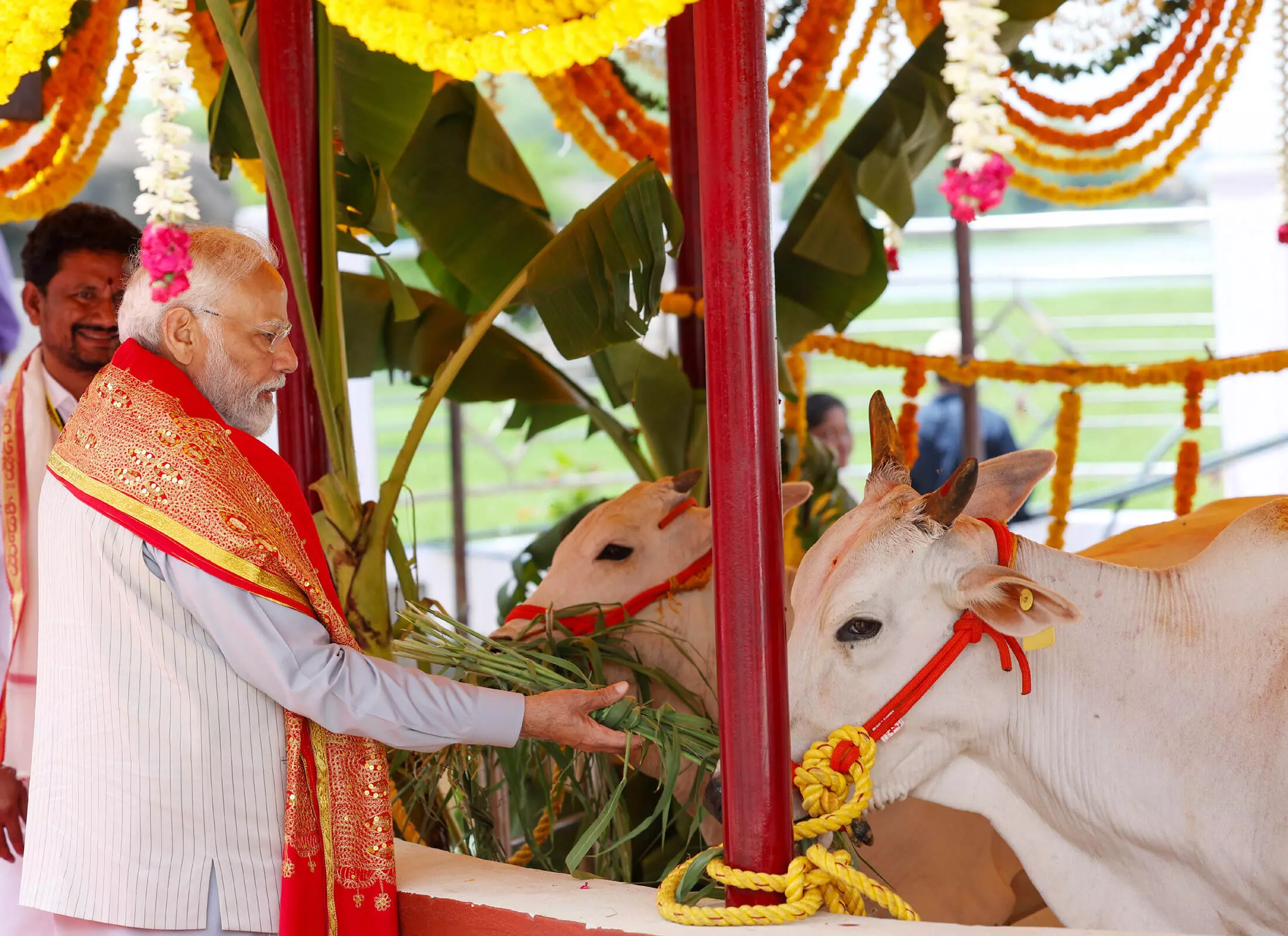 वारंगल के भद्रकाली मंदिर में गायों को चारा खिलाया वारंगल के भद्रकाली मंदिर में गायों को चारा खिलाया