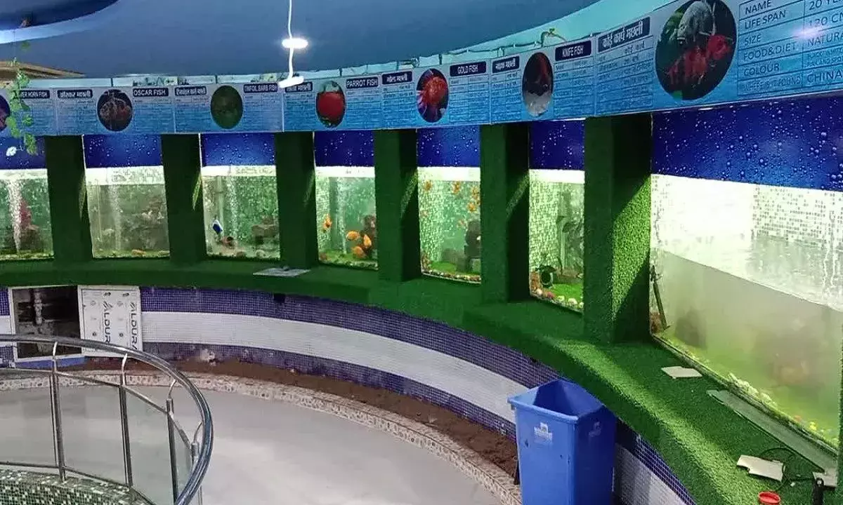 ग्वालियर में आज से मछलीघर में देख सकेंगे अफ्रीका की ब्लैक आस्कर, टी शार्क सहित 40 प्रजाति की मछलियां