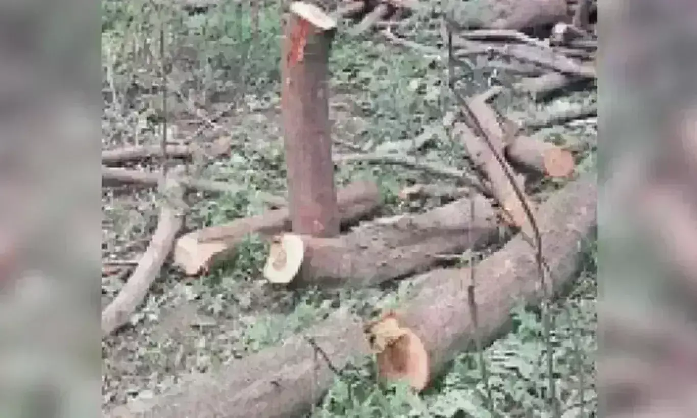 467 से अधिक पेड़ों का किया ट्रांसप्लांट, उनमें से 95 प्रतिशत सूखकर हुए खत्म