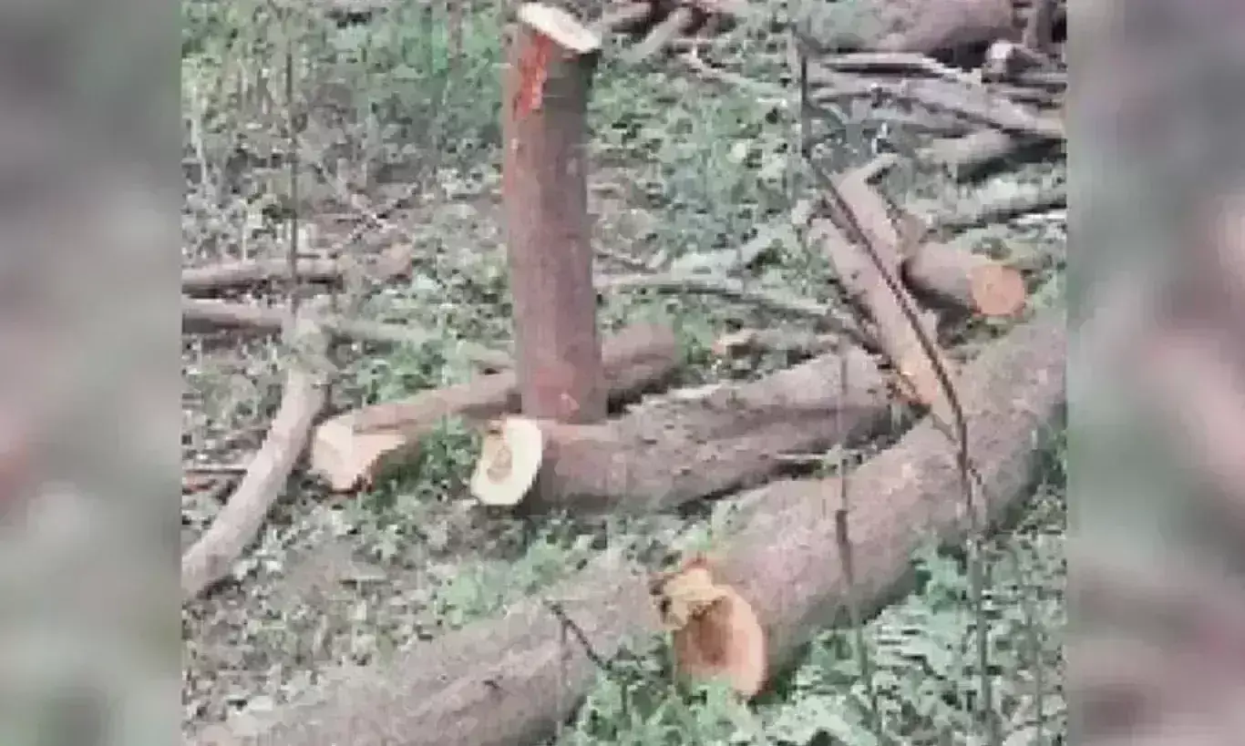 467 से अधिक पेड़ों का किया ट्रांसप्लांट, उनमें से 95 प्रतिशत सूखकर हुए खत्म