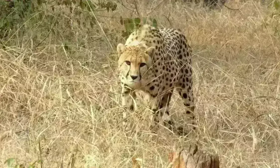 कूनो से फिर आई बुरी खबर, आज एक और चीते सूरज की मौत