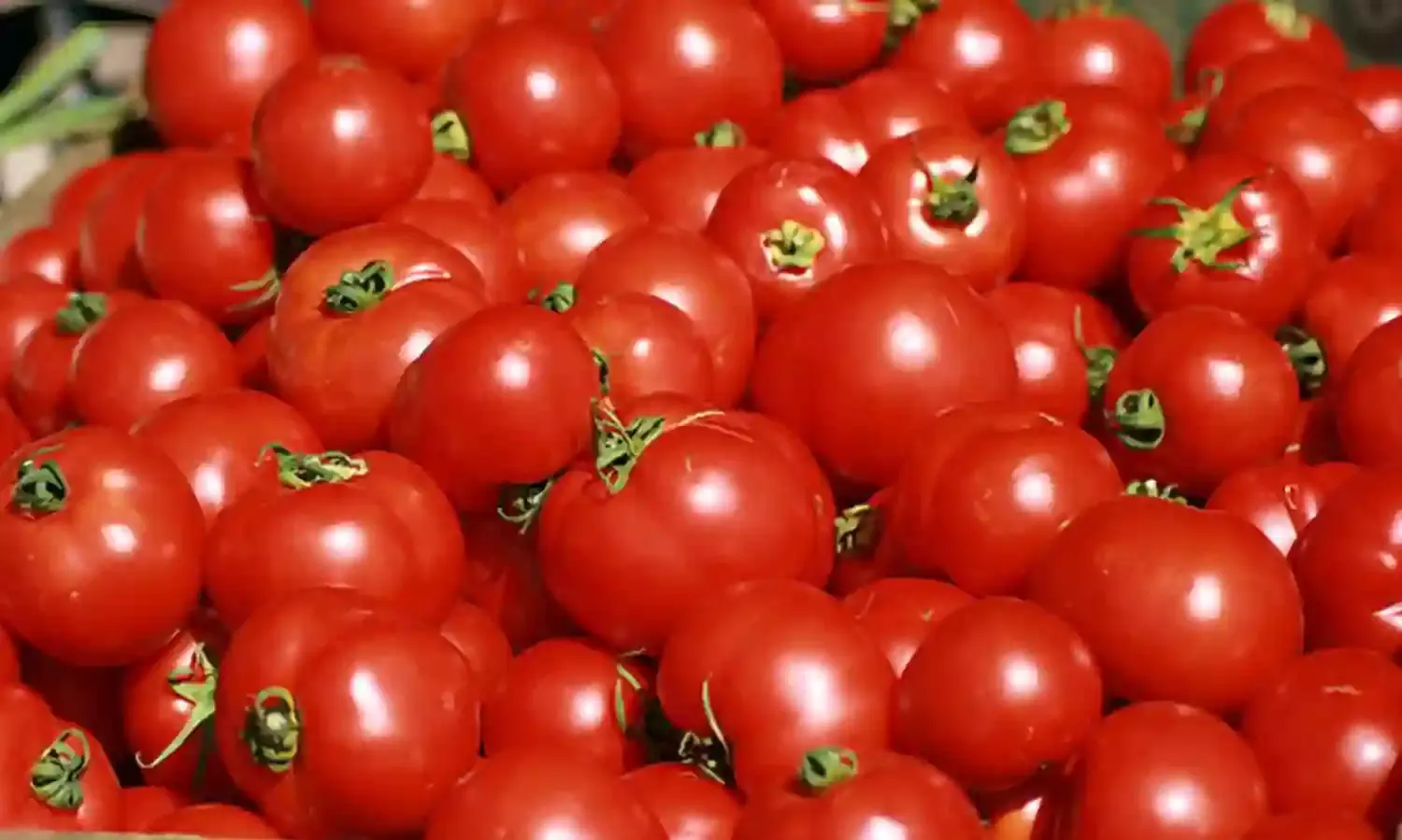 Tomato Price : मोदी सरकार दिल्ली-NCR समेत कई स्थानों पर सस्ते दाम में बेच रही टमाटर, जानिए कितनी है कीमत
