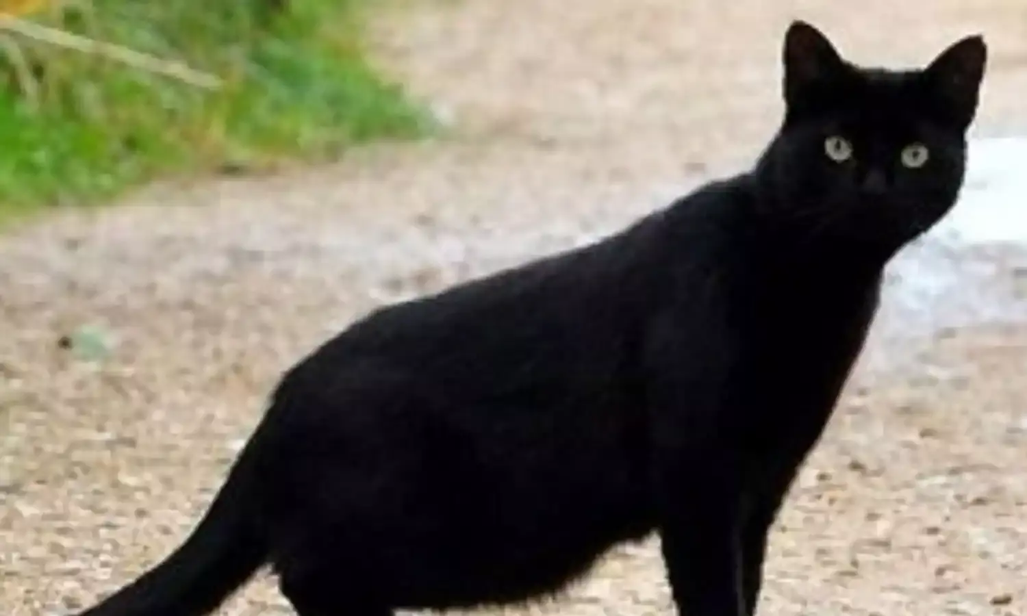 दबे पांव आई बिल्ली और सवा माह के बच्चे को खा गई